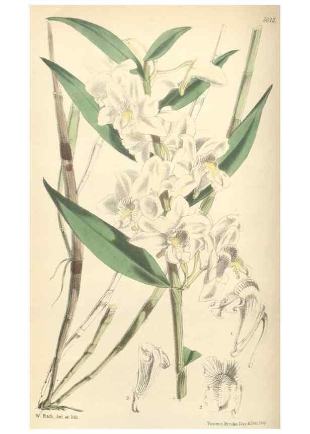 Reproducción/Reproduction 35275208735: Curtis's botanical magazine.. London ; New York [etc.] :Academic Press [etc.]