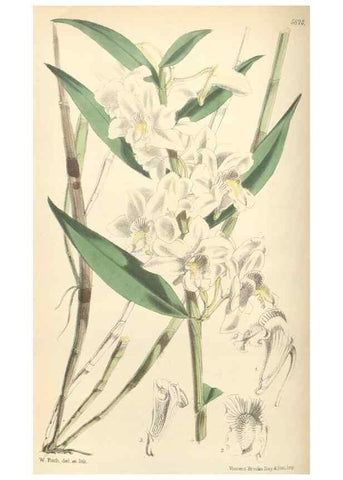 Reproducción/Reproduction 35275208735: Curtis's botanical magazine.. London ; New York [etc.] :Academic Press [etc.]