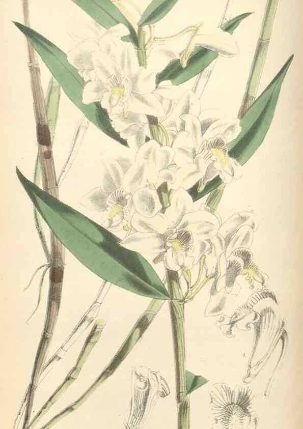 Reproducción/Reproduction 35275208735: Curtis's botanical magazine.. London ; New York [etc.] :Academic Press [etc.]