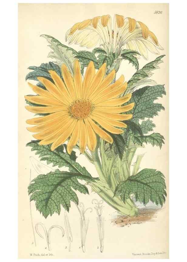 Reproducción/Reproduction 34431344084: Curtis's botanical magazine.. London ; New York [etc.] :Academic Press [etc.]