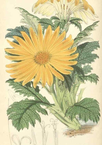 Reproducción/Reproduction 34431344084: Curtis's botanical magazine.. London ; New York [etc.] :Academic Press [etc.]