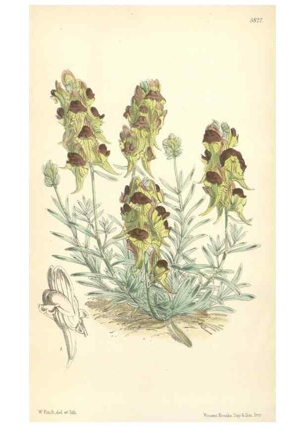 Reproducción/Reproduction 35275214025: Curtis's botanical magazine.. London ; New York [etc.] :Academic Press [etc.]