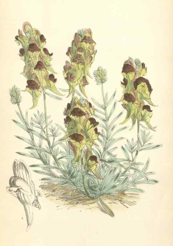 Reproducción/Reproduction 35275214025: Curtis's botanical magazine.. London ; New York [etc.] :Academic Press [etc.]