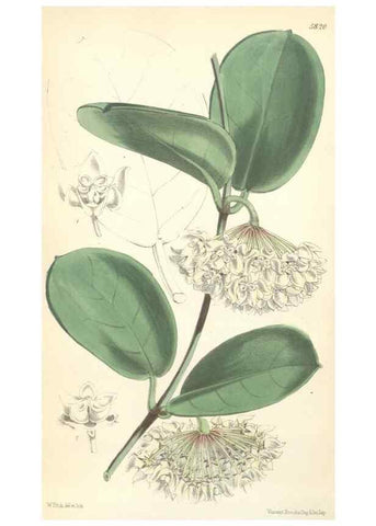 Reproducción/Reproduction 35144960501: Curtis's botanical magazine.. London ; New York [etc.] :Academic Press [etc.]