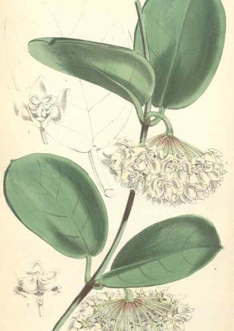 Reproducción/Reproduction 35144960501: Curtis's botanical magazine.. London ; New York [etc.] :Academic Press [etc.]