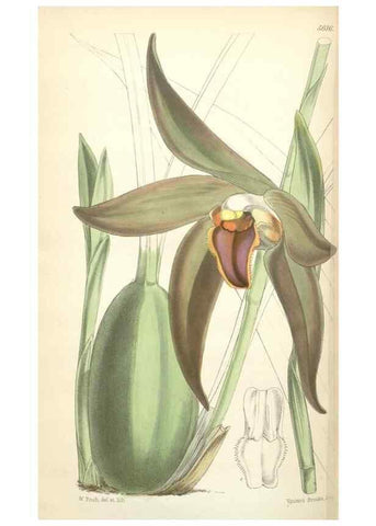 Reproducción/Reproduction 35234048946: Curtis's botanical magazine.. London ; New York [etc.] :Academic Press [etc.]