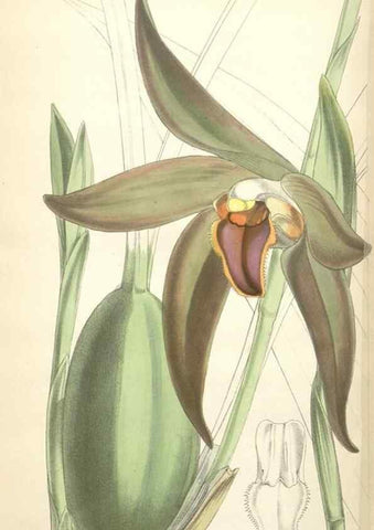 Reproducción/Reproduction 35234048946: Curtis's botanical magazine.. London ; New York [etc.] :Academic Press [etc.]
