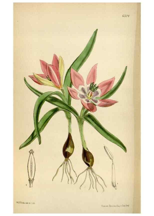Reproducción/Reproduction 35267094601: Curtis's botanical magazine.. London ; New York [etc.] :Academic Press [etc.]