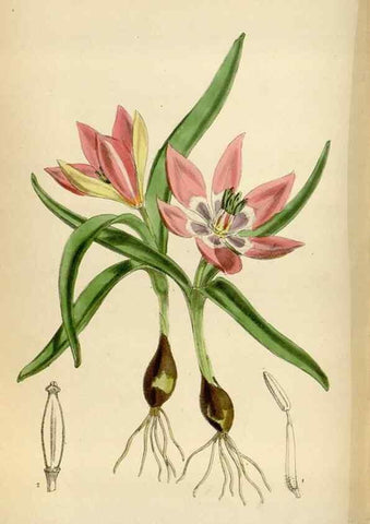 Reproducción/Reproduction 35267094601: Curtis's botanical magazine.. London ; New York [etc.] :Academic Press [etc.]