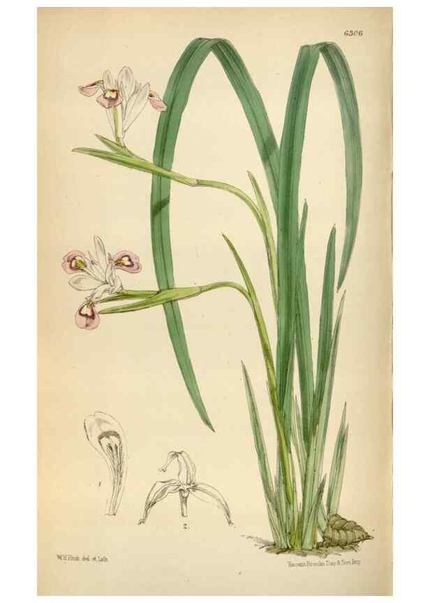 Reproducción/Reproduction 35267100851: Curtis's botanical magazine.. London ; New York [etc.] :Academic Press [etc.]