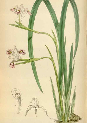 Reproducción/Reproduction 35267100851: Curtis's botanical magazine.. London ; New York [etc.] :Academic Press [etc.]