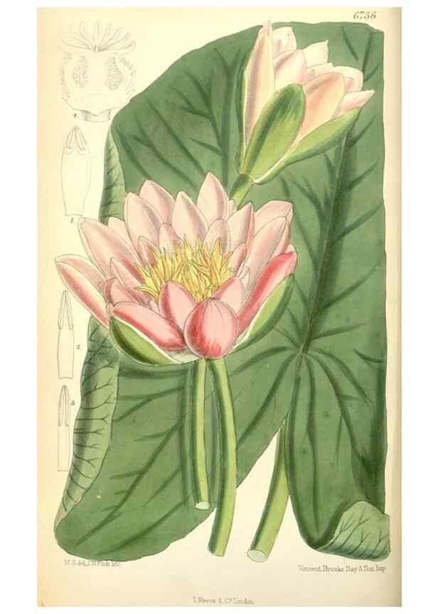 Reproducción/Reproduction 35415199775: Curtis's botanical magazine.. London ; New York [etc.] :Academic Press [etc.]