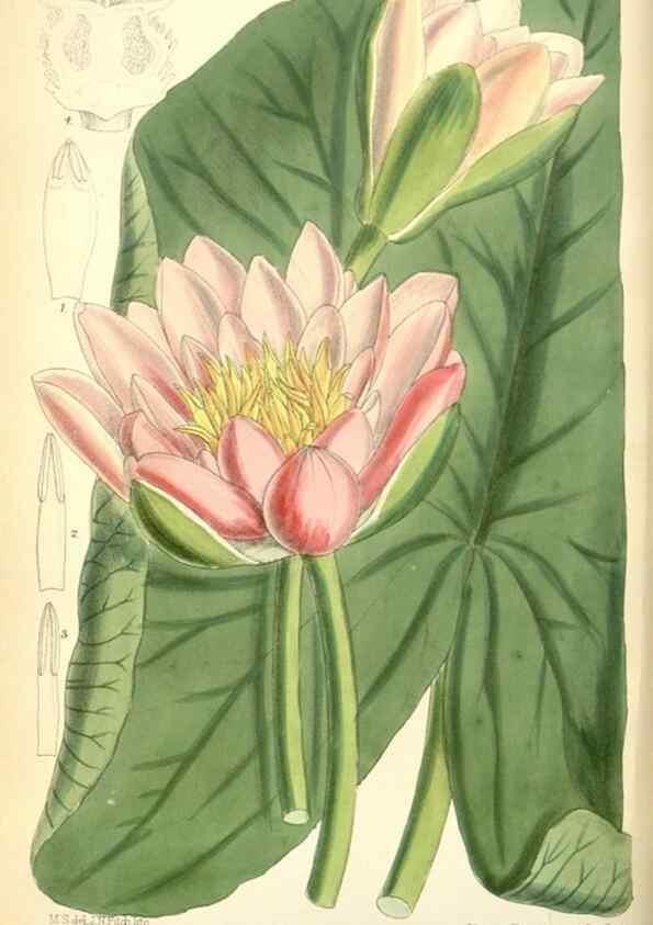 Reproducción/Reproduction 35415199775: Curtis's botanical magazine.. London ; New York [etc.] :Academic Press [etc.]