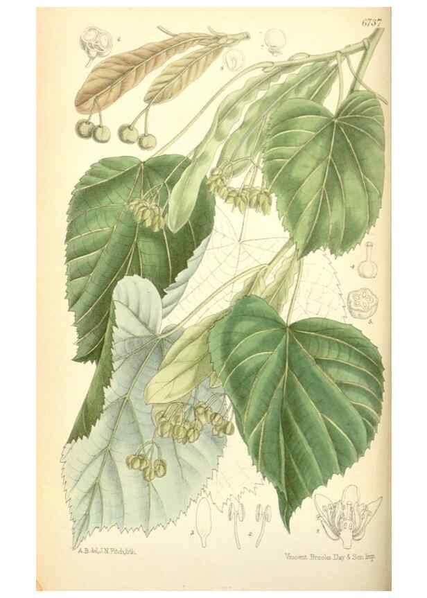 Reproducción/Reproduction 35415201615: Curtis's botanical magazine.. London ; New York [etc.] :Academic Press [etc.]