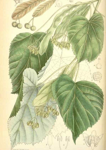 Reproducción/Reproduction 35415201615: Curtis's botanical magazine.. London ; New York [etc.] :Academic Press [etc.]