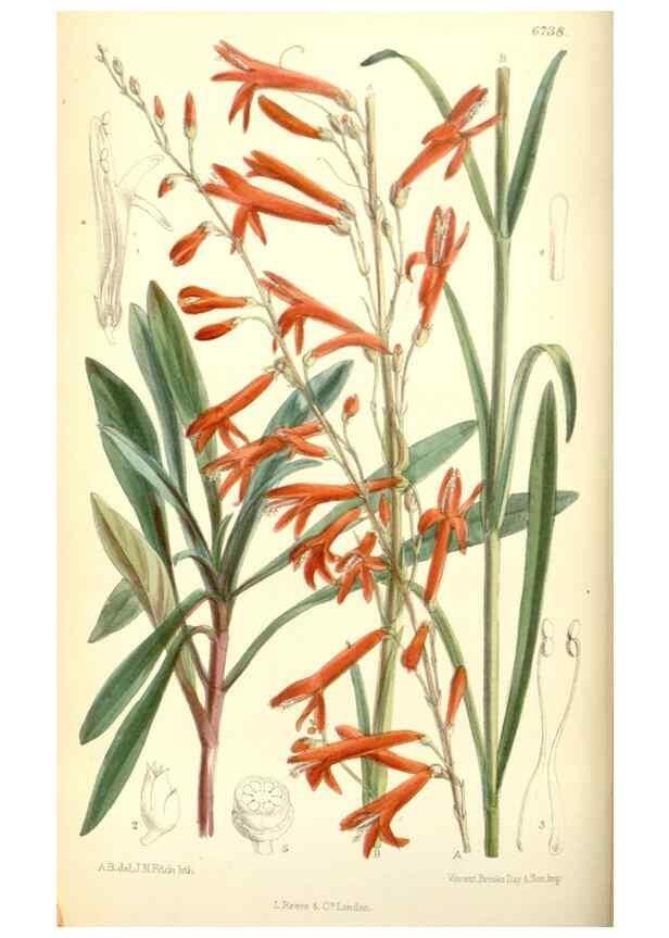 Reproducción/Reproduction 35415203515: Curtis's botanical magazine.. London ; New York [etc.] :Academic Press [etc.]