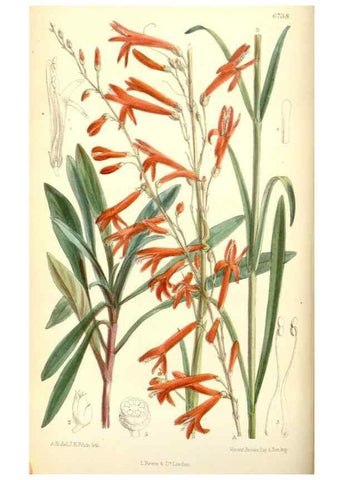 Reproducción/Reproduction 35415203515: Curtis's botanical magazine.. London ; New York [etc.] :Academic Press [etc.]
