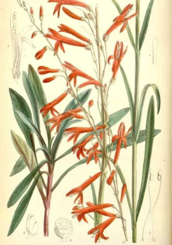 Reproducción/Reproduction 35415203515: Curtis's botanical magazine.. London ; New York [etc.] :Academic Press [etc.]