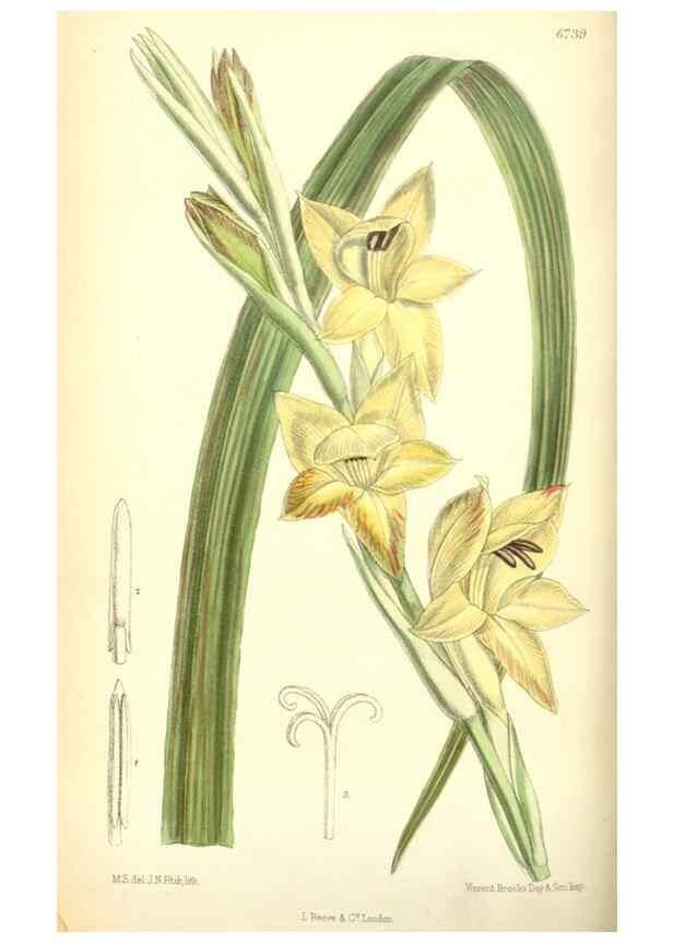 Reproducción/Reproduction 35415205275: Curtis's botanical magazine.. London ; New York [etc.] :Academic Press [etc.]