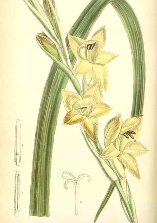 Reproducción/Reproduction 35415205275: Curtis's botanical magazine.. London ; New York [etc.] :Academic Press [etc.]