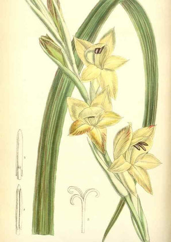 Reproducción/Reproduction 35415205275: Curtis's botanical magazine.. London ; New York [etc.] :Academic Press [etc.]