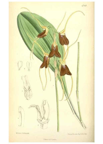 Reproducción/Reproduction 34573371124: Curtis's botanical magazine.. London ; New York [etc.] :Academic Press [etc.]