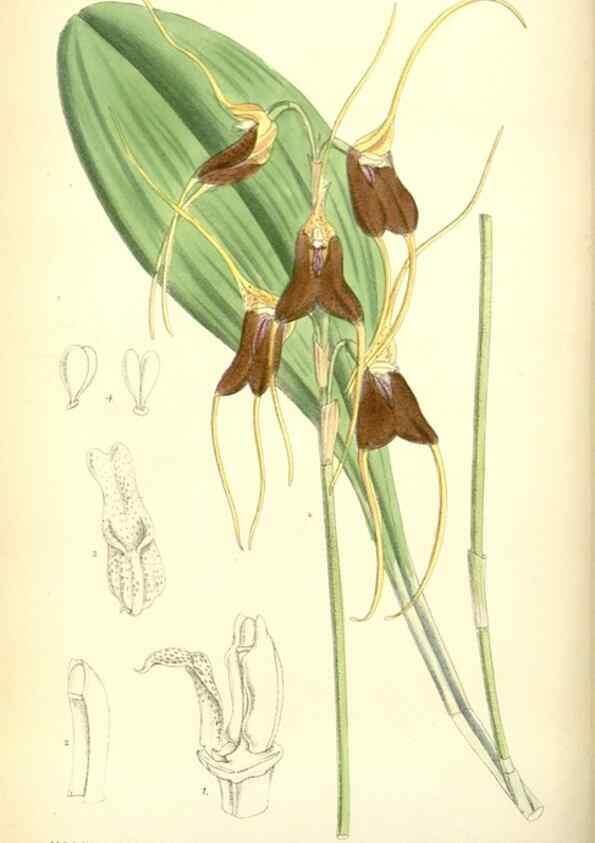 Reproducción/Reproduction 34573371124: Curtis's botanical magazine.. London ; New York [etc.] :Academic Press [etc.]