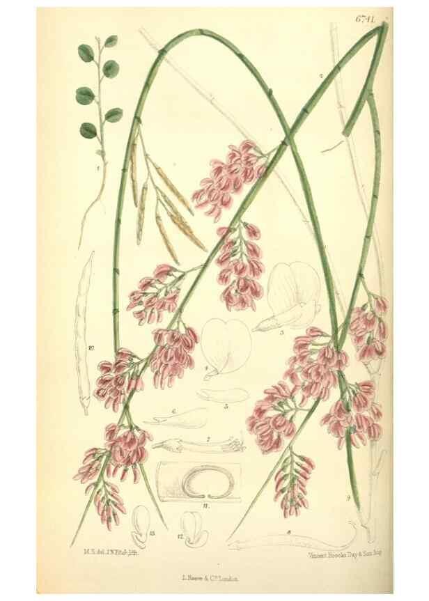Reproducción/Reproduction 35285619411: Curtis's botanical magazine.. London ; New York [etc.] :Academic Press [etc.]