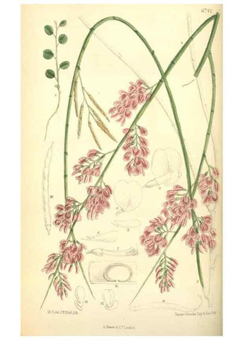 Reproducción/Reproduction 35285619411: Curtis's botanical magazine.. London ; New York [etc.] :Academic Press [etc.]