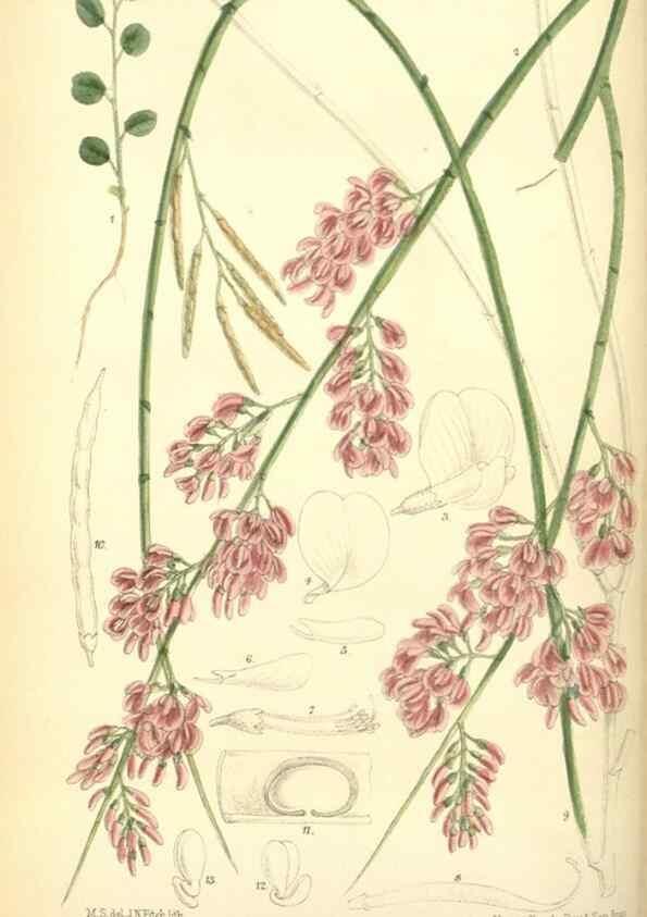 Reproducción/Reproduction 35285619411: Curtis's botanical magazine.. London ; New York [etc.] :Academic Press [etc.]