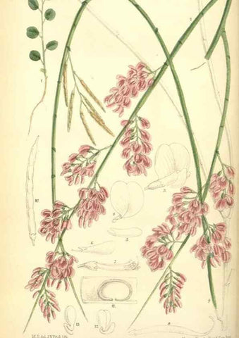 Reproducción/Reproduction 35285619411: Curtis's botanical magazine.. London ; New York [etc.] :Academic Press [etc.]