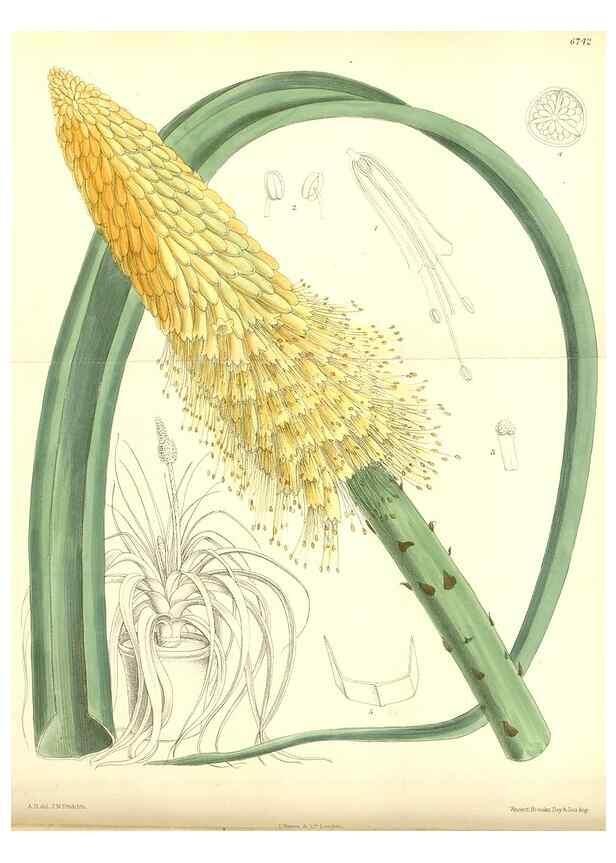 Reproducción/Reproduction 35285621511: Curtis's botanical magazine.. London ; New York [etc.] :Academic Press [etc.]