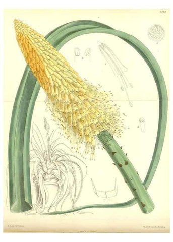 Reproducción/Reproduction 35285621511: Curtis's botanical magazine.. London ; New York [etc.] :Academic Press [etc.]