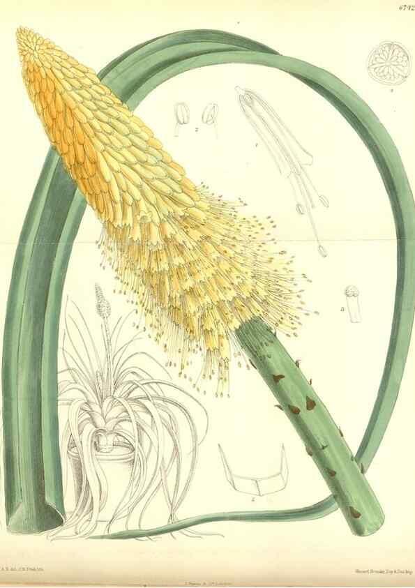 Reproducción/Reproduction 35285621511: Curtis's botanical magazine.. London ; New York [etc.] :Academic Press [etc.]