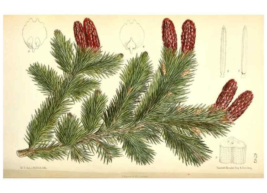 Reproducción/Reproduction 35285623231: Curtis's botanical magazine.. London ; New York [etc.] :Academic Press [etc.]