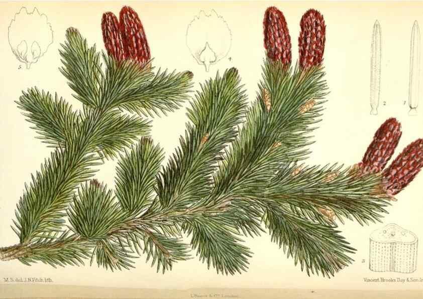 Reproducción/Reproduction 35285623231: Curtis's botanical magazine.. London ; New York [etc.] :Academic Press [etc.]