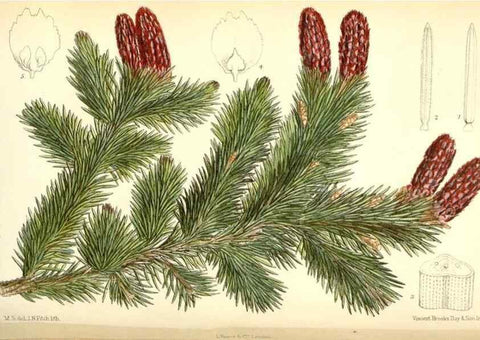 Reproducción/Reproduction 35285623231: Curtis's botanical magazine.. London ; New York [etc.] :Academic Press [etc.]