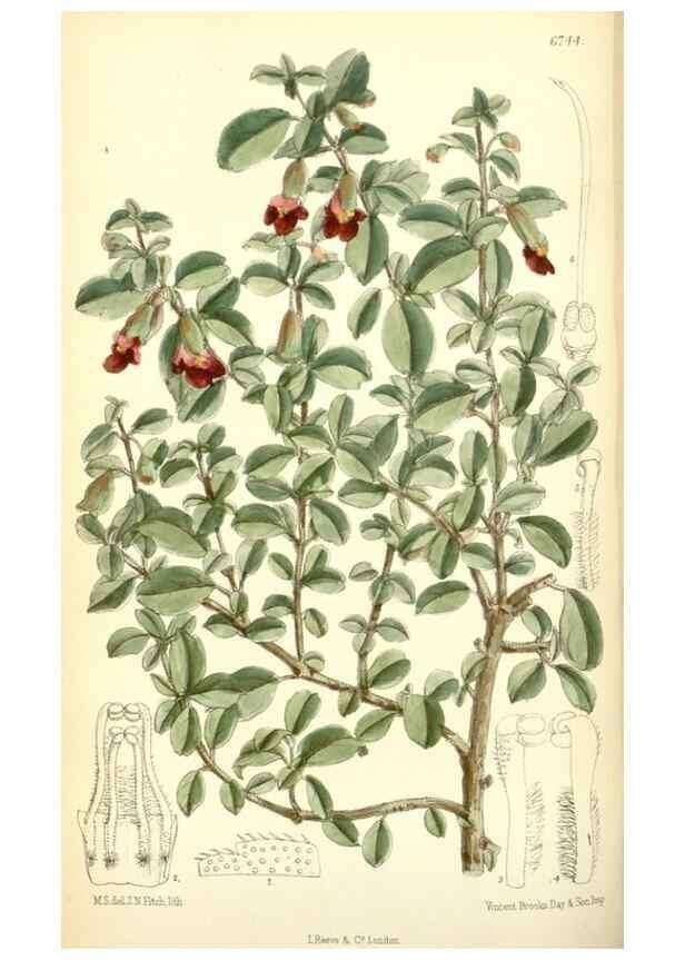 Reproducción/Reproduction 34605644073: Curtis's botanical magazine.. London ; New York [etc.] :Academic Press [etc.]