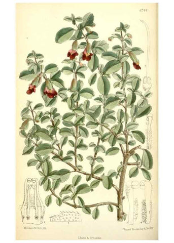 Reproducción/Reproduction 34605644073: Curtis's botanical magazine.. London ; New York [etc.] :Academic Press [etc.]