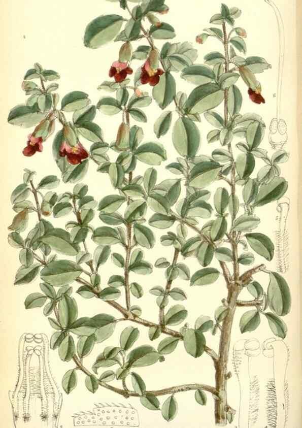 Reproducción/Reproduction 34605644073: Curtis's botanical magazine.. London ; New York [etc.] :Academic Press [etc.]