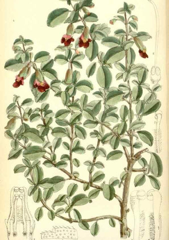 Reproducción/Reproduction 34605644073: Curtis's botanical magazine.. London ; New York [etc.] :Academic Press [etc.]