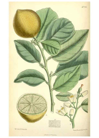Reproducción/Reproduction 35248725752: Curtis's botanical magazine.. London ; New York [etc.] :Academic Press [etc.]
