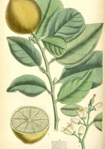 Reproducción/Reproduction 35248725752: Curtis's botanical magazine.. London ; New York [etc.] :Academic Press [etc.]