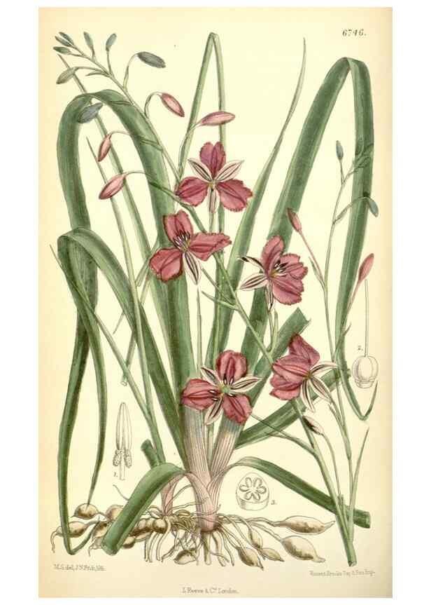 Reproducción/Reproduction 35248728012: Curtis's botanical magazine.. London ; New York [etc.] :Academic Press [etc.]