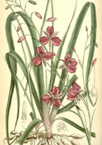 Reproducción/Reproduction 35248728012: Curtis's botanical magazine.. London ; New York [etc.] :Academic Press [etc.]