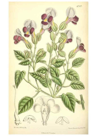 Reproducción/Reproduction 35285629871: Curtis's botanical magazine.. London ; New York [etc.] :Academic Press [etc.]