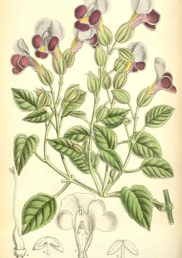 Reproducción/Reproduction 35285629871: Curtis's botanical magazine.. London ; New York [etc.] :Academic Press [etc.]