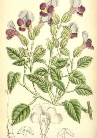 Reproducción/Reproduction 35285629871: Curtis's botanical magazine.. London ; New York [etc.] :Academic Press [etc.]