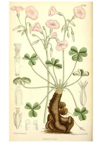 Reproducción/Reproduction 35285631351: Curtis's botanical magazine.. London ; New York [etc.] :Academic Press [etc.]