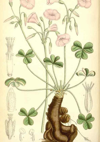 Reproducción/Reproduction 35285631351: Curtis's botanical magazine.. London ; New York [etc.] :Academic Press [etc.]